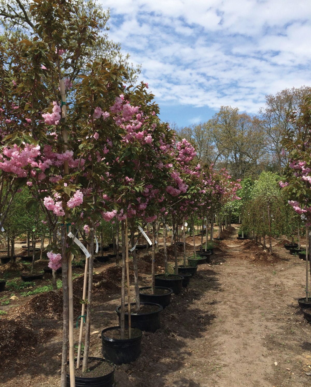 Nursery Stock Crocker Nurseries