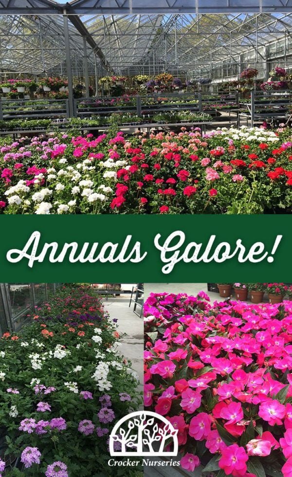 A Beautiful Selection of Annuals for Your Yard Crocker Nurseries
