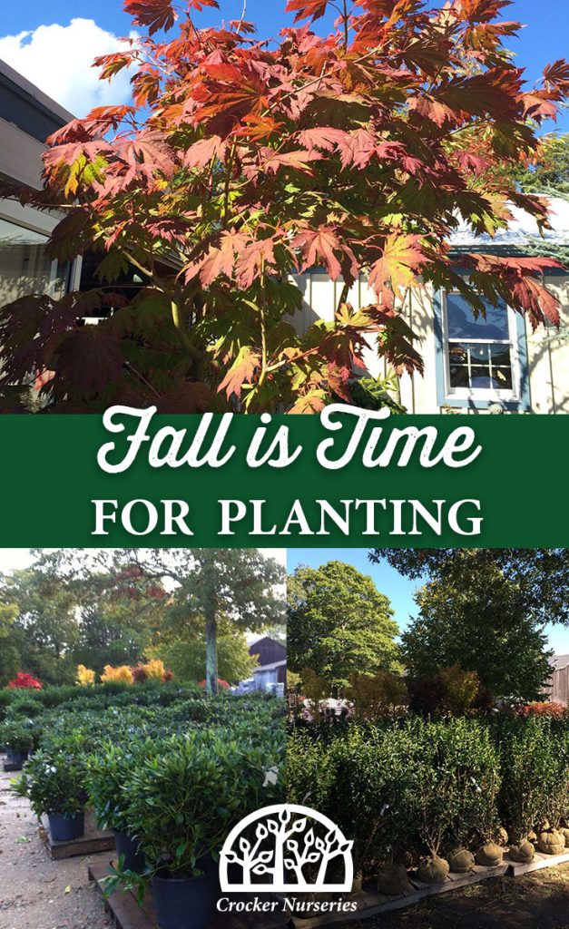 Fall is Time for Planting - Crocker Nurseries