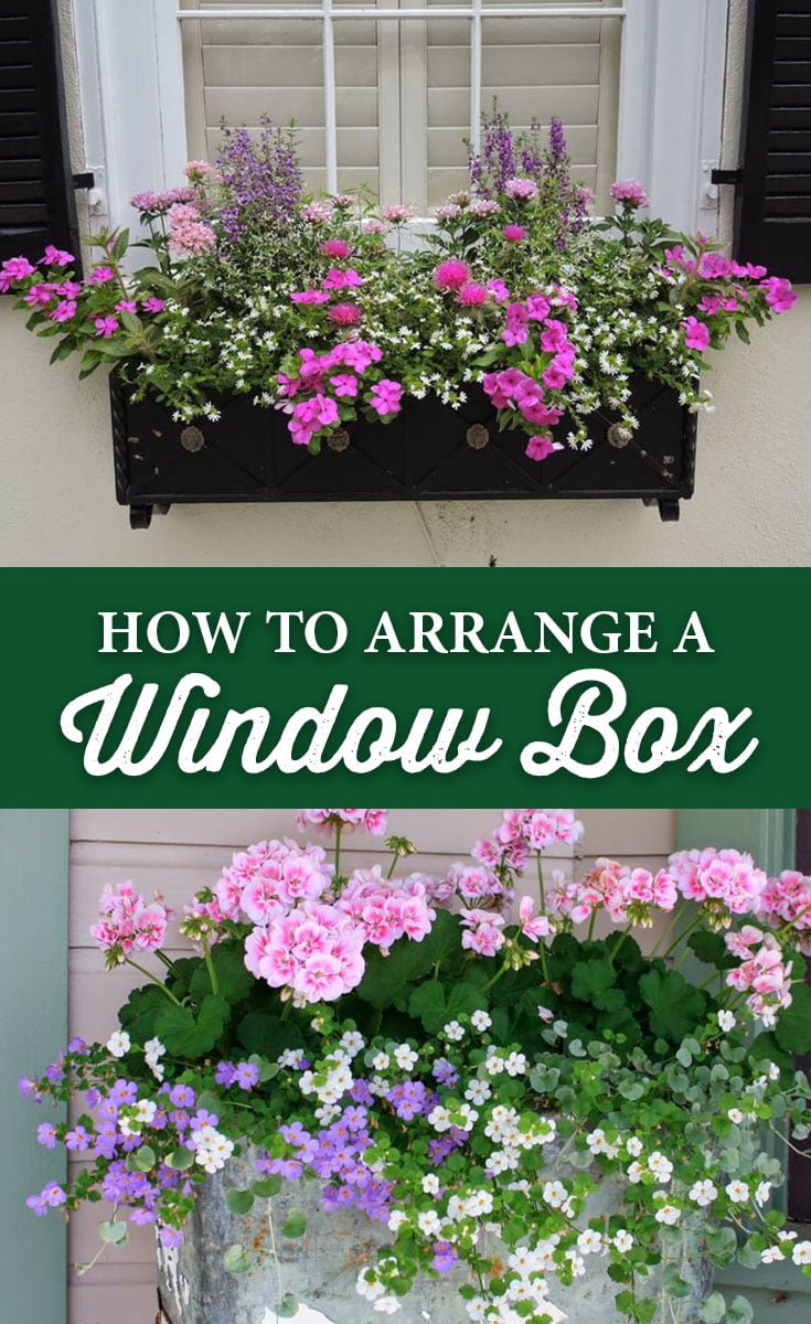 How to Arrange a Window Box - Crocker Nurseries