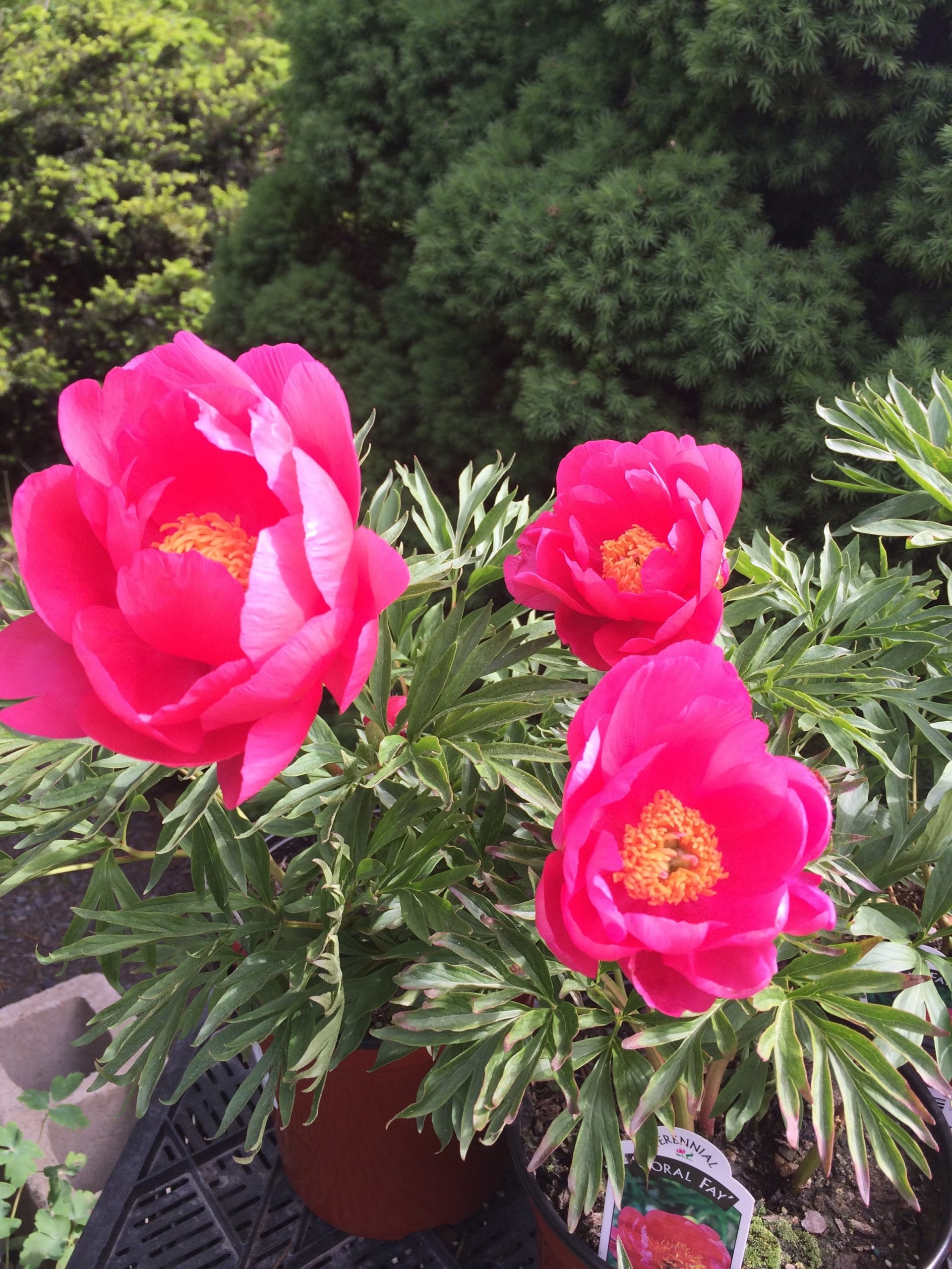 Pretty in Pink Crocker Nurseries