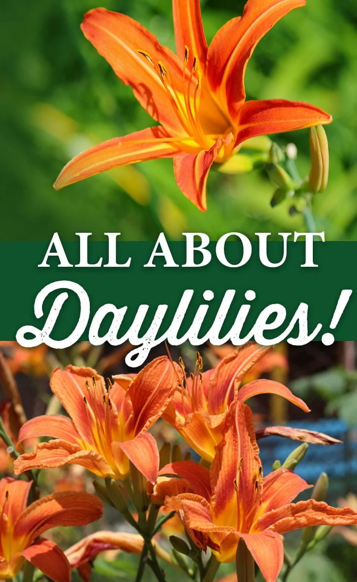 All about Daylilies - Crocker Nurseries