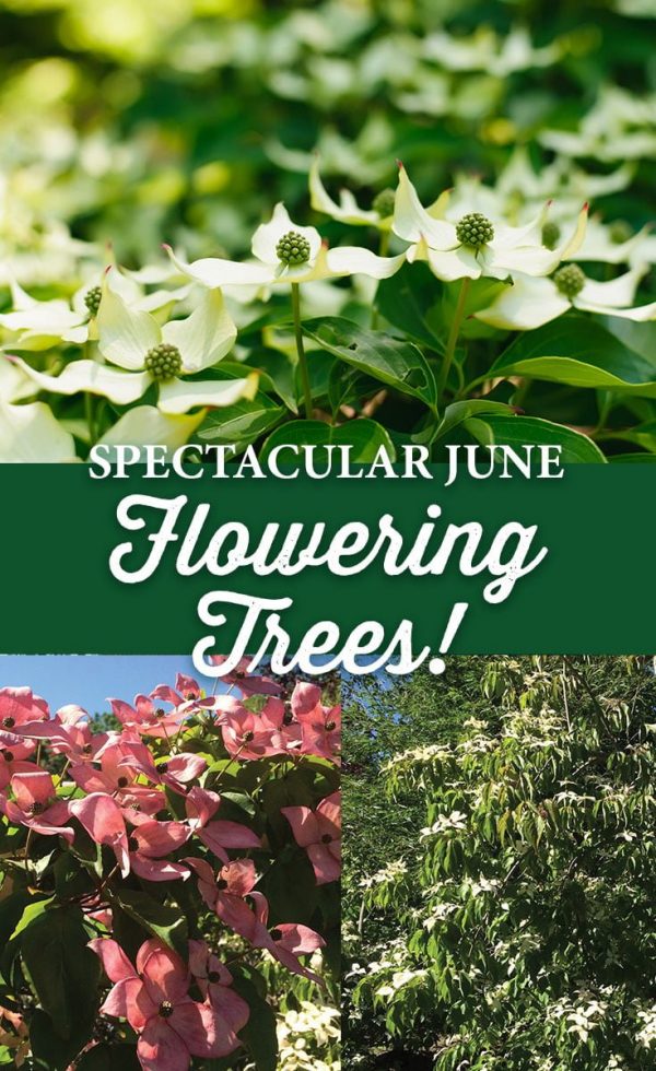 June Rows Tree Spectacular June Flowering Trees! – Crocker Nurseries
