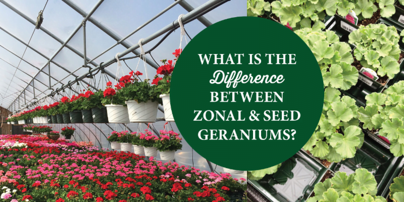 What's the difference between zonal and seed geraniums