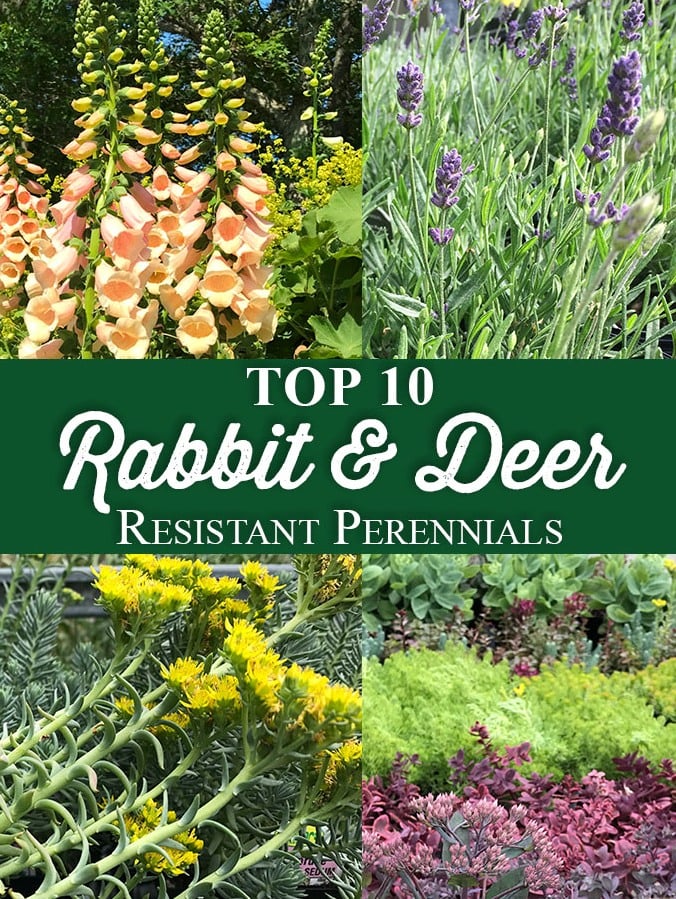 Top 10 Rabbit Deer Resistant Perennials Crocker Nurseries