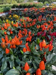 Ornamental Peppers