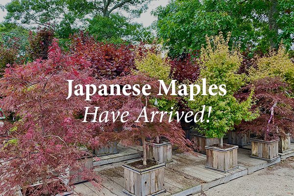Japanese Maples Crocker Featured Image