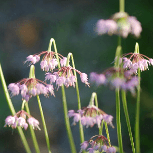 Allium cernuum (Nodding Onion)