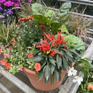Fall Container Garden