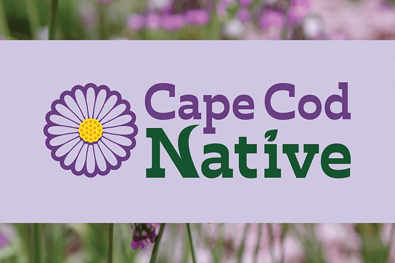 Cape Cod Native Plants