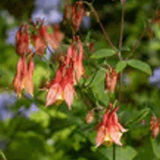 Aquilegia canadensis (Wild Columbine)
