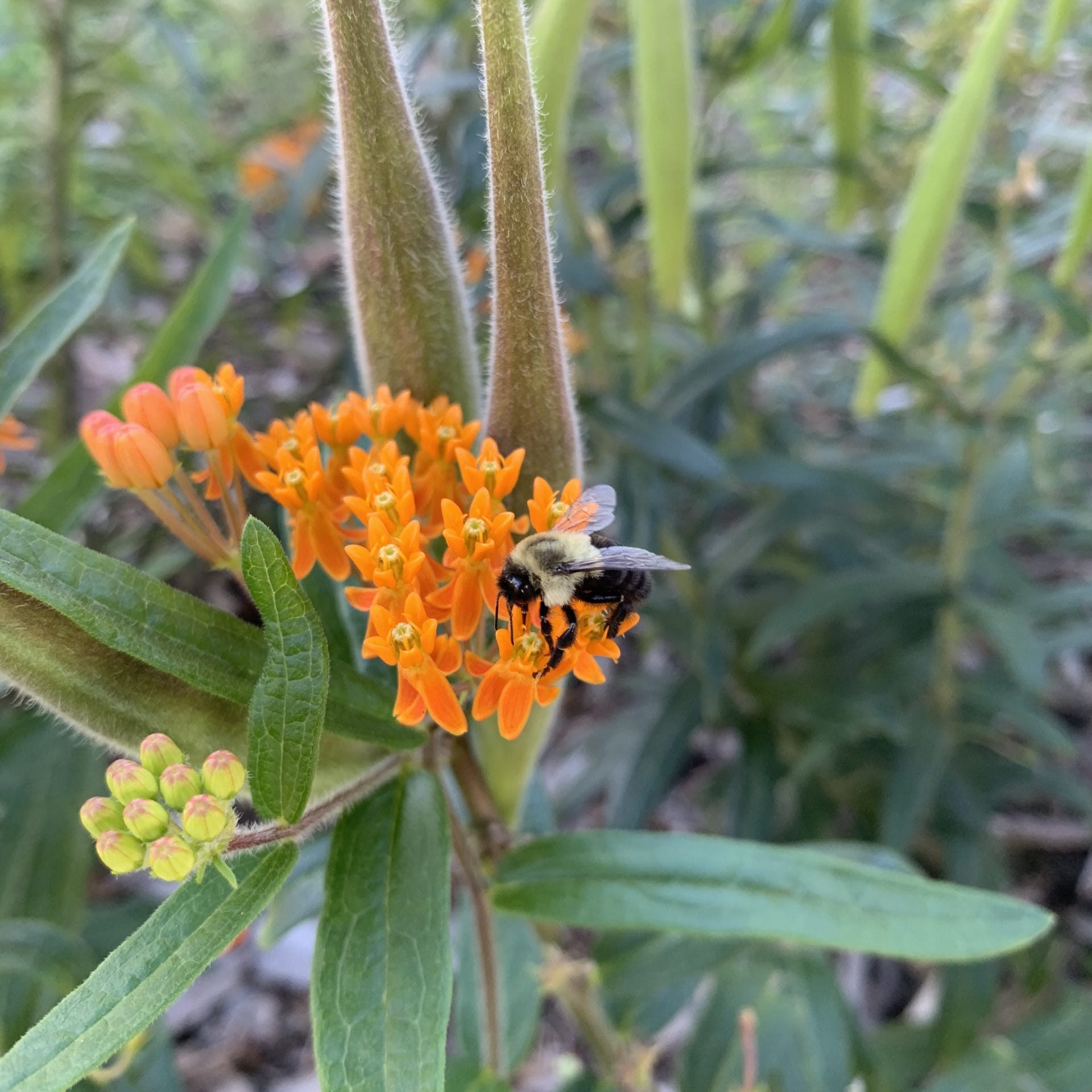 Ascelpias tuberosa (Butterfly Milkweed)