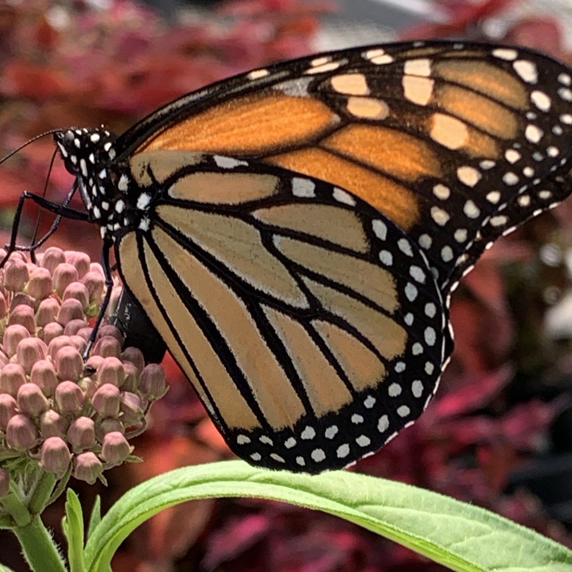 Asclepias incarnata (Swamp Milkweed)