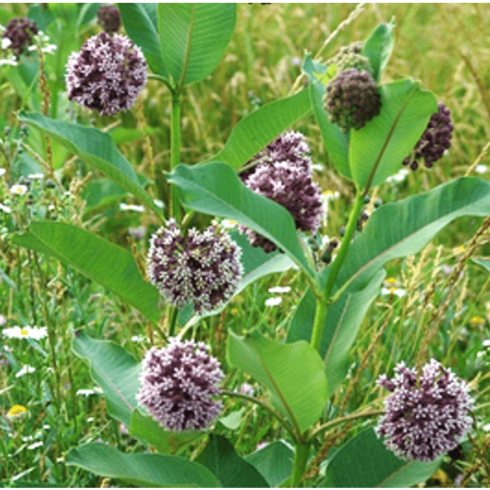 Asclepias syriaca (Common Milkweed)