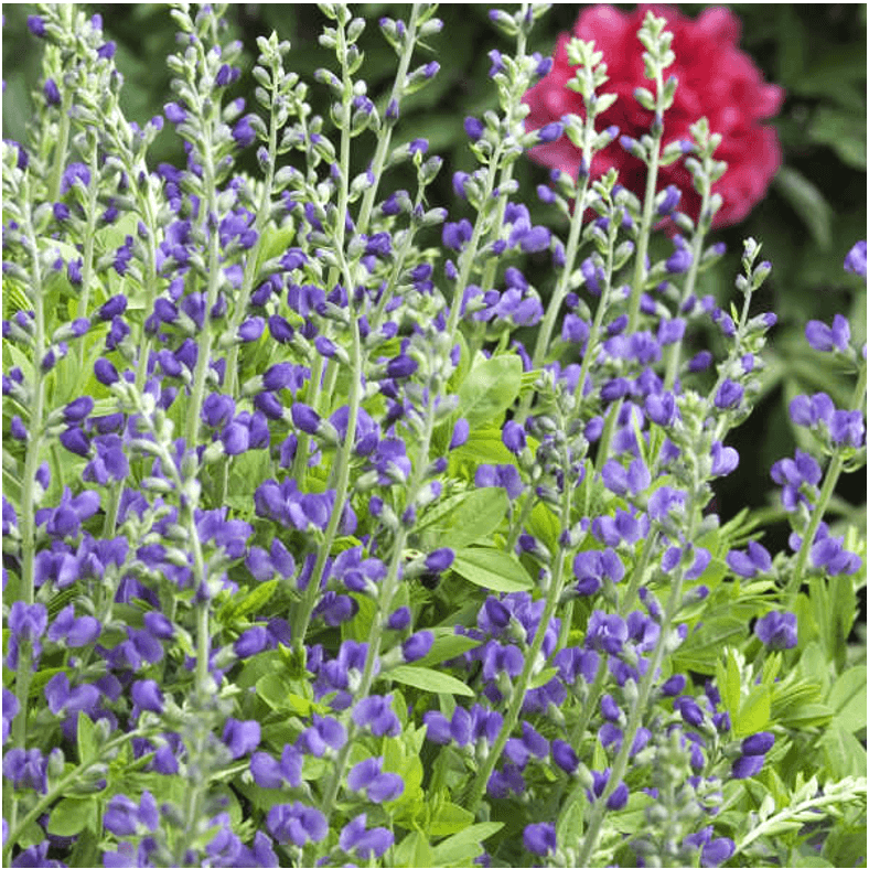 Baptisia australis (Blue False Indigo)