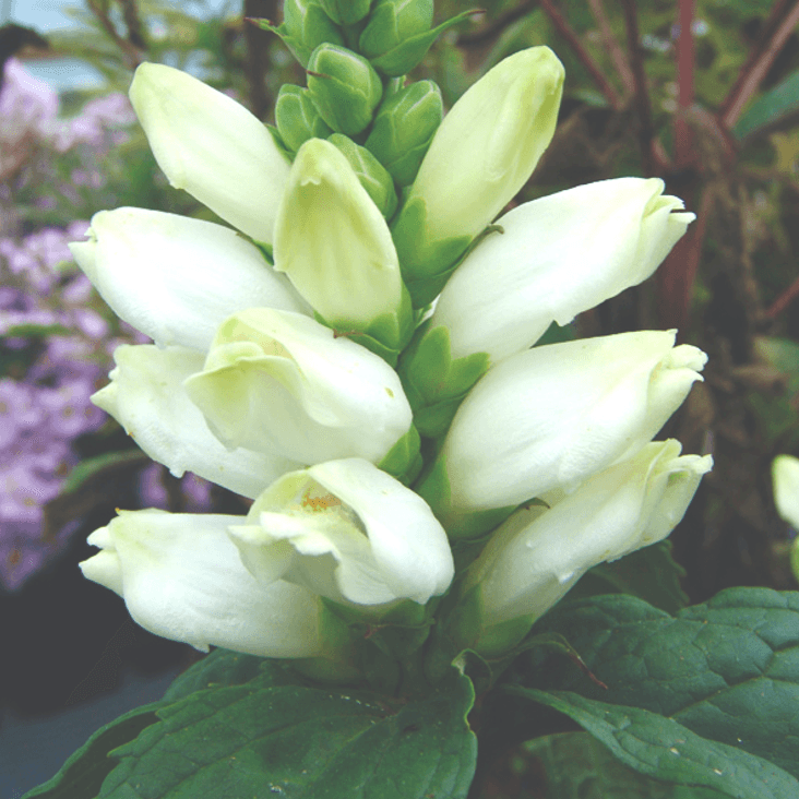 Chelone glabra (White Turtlehead)