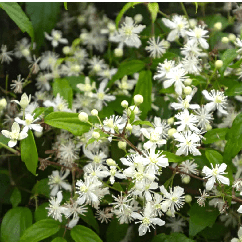 Clematis virginiana (Woodbine or Virgin's Bower vine)