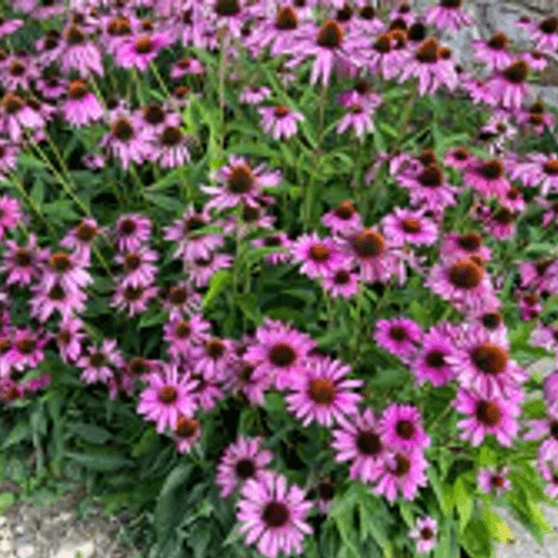 Echinacea purpurea (Purple Coneflower)