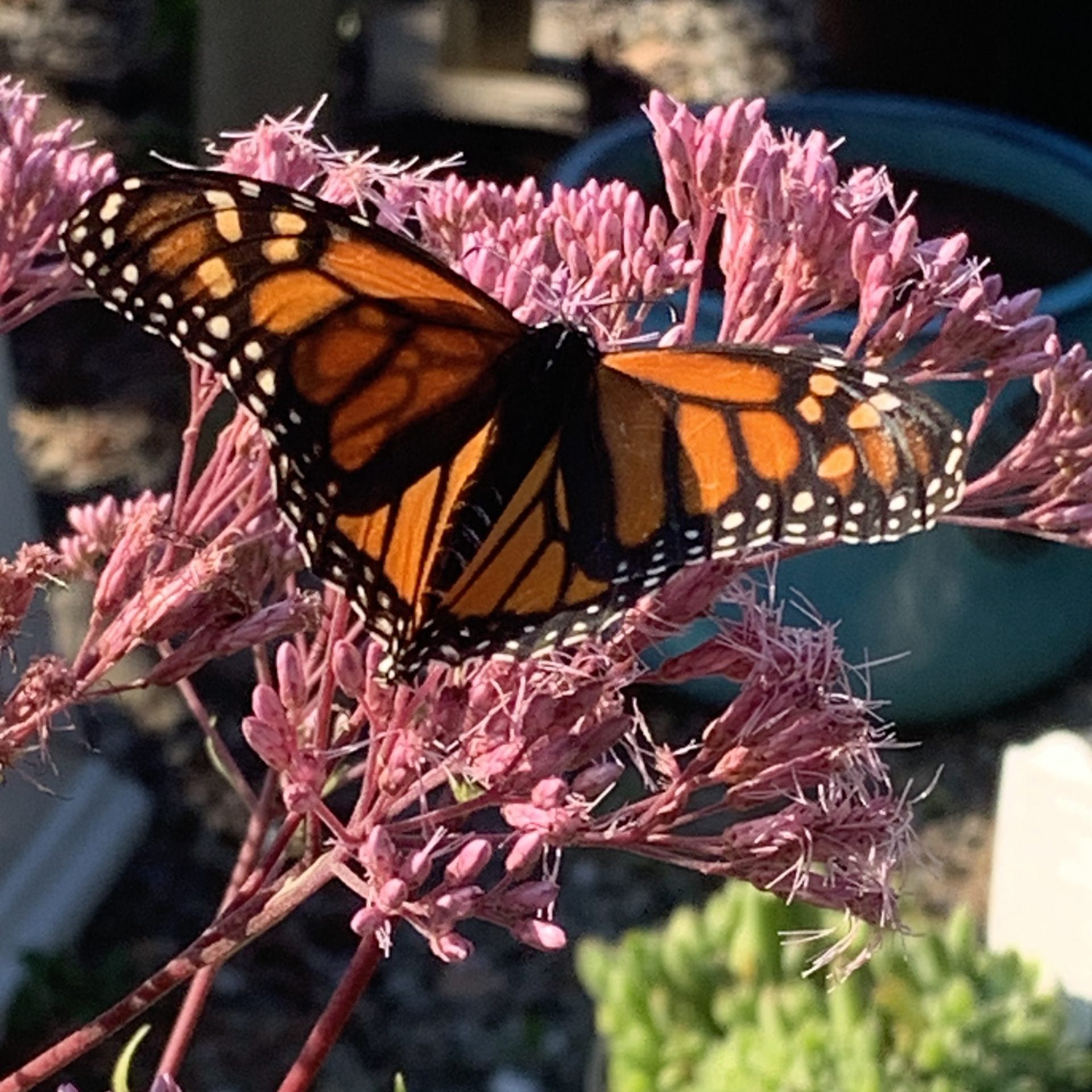 Eutrochium dubium (Coastal Plain Joe Pye Weed)