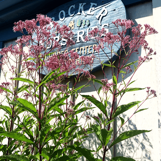 Eutrochium maculatum (Spotted Joe Pye Weed)