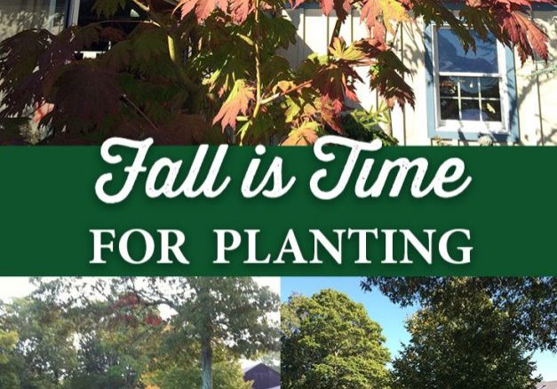 Fall is Time for Planting - Crocker Nurseries