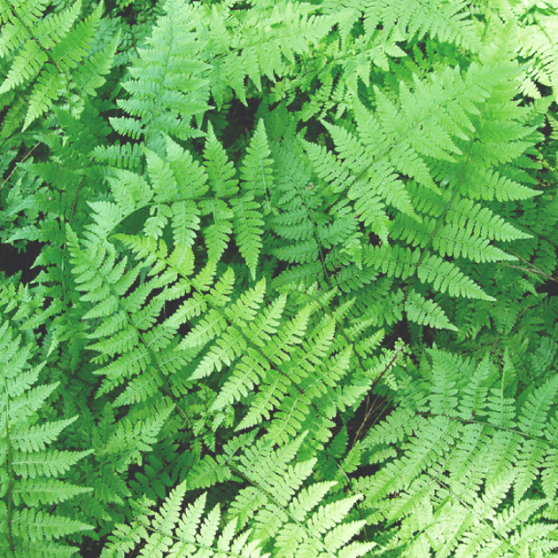 Fern - Athyrium filix-femina (Lady Fern)
