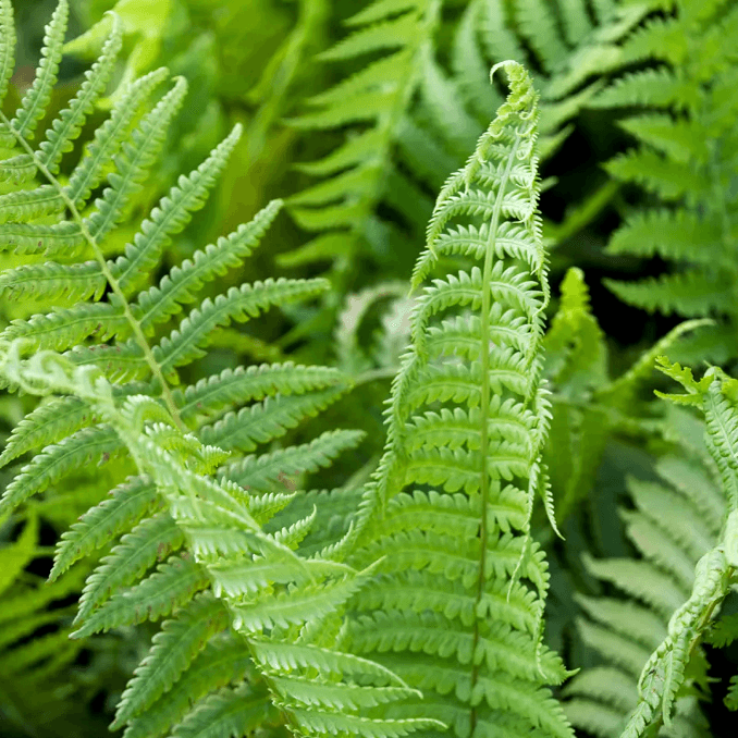 Fern - Matteuccia struthiopteris (Ostrich Fern)