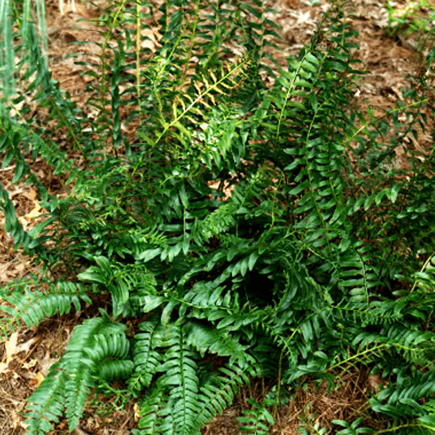Fern - Polystichum acrostichoides (Christmas Fern)