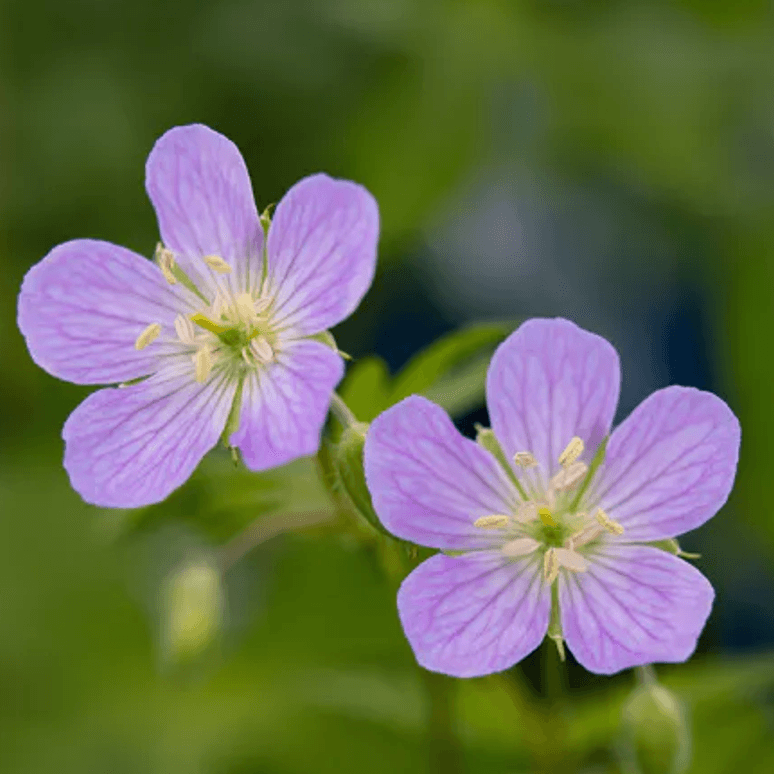 Geranium maculatum (Wild Geranium or Cransebill)