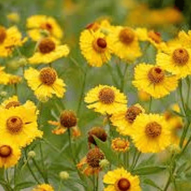 Helenium autumnale (Common Sneezeweed)