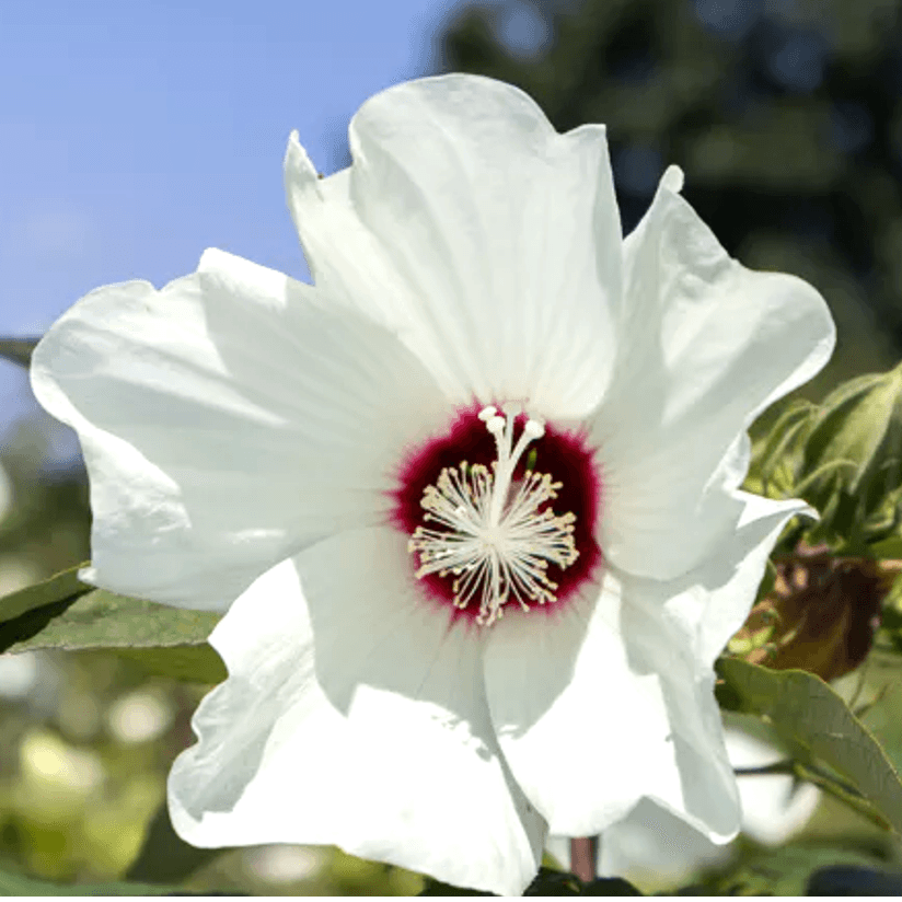 Hibiscus Moscheutos (Swamp Rose Mallow or Hardy Hibiscus)