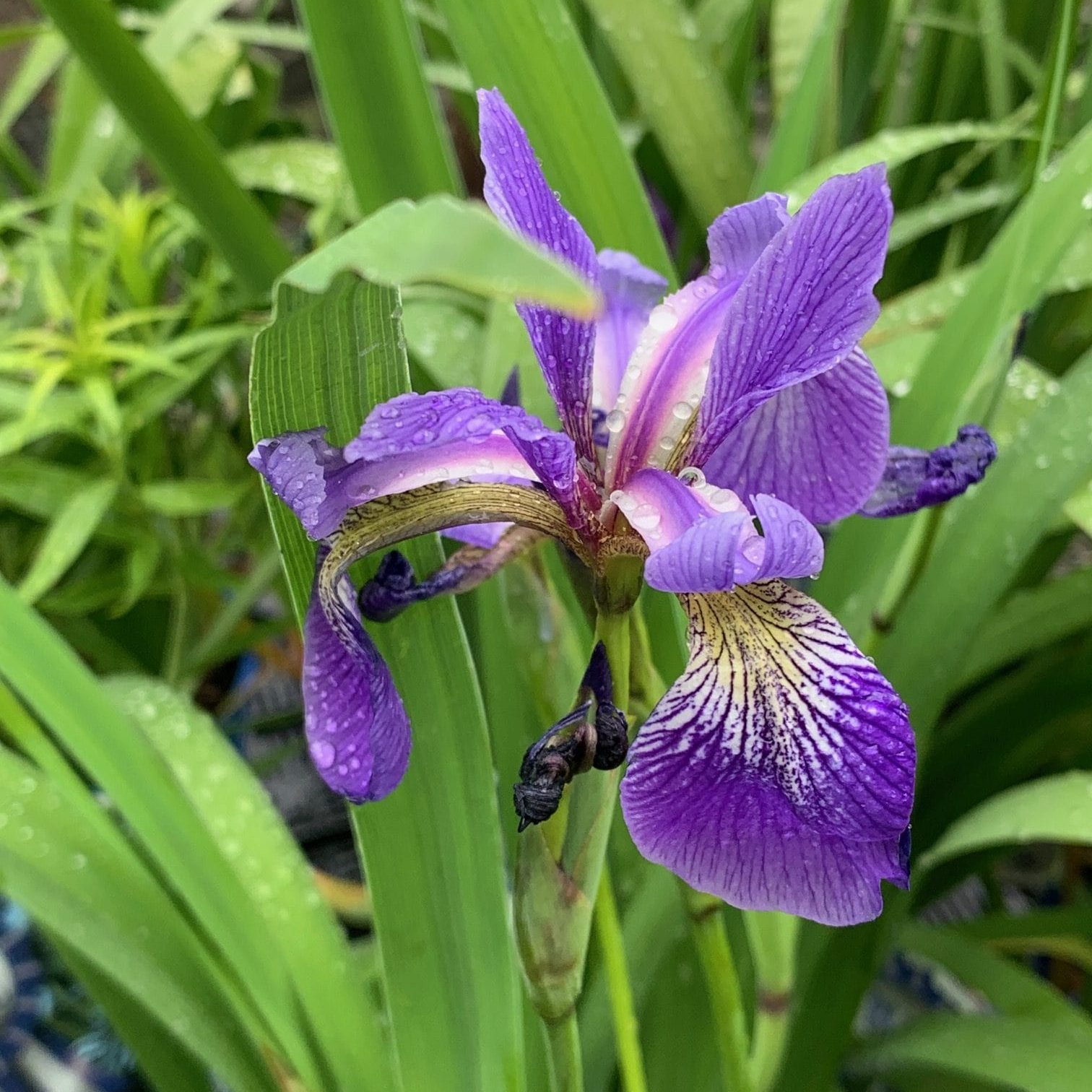 Iris Versicolor (Blue Flag Irises)