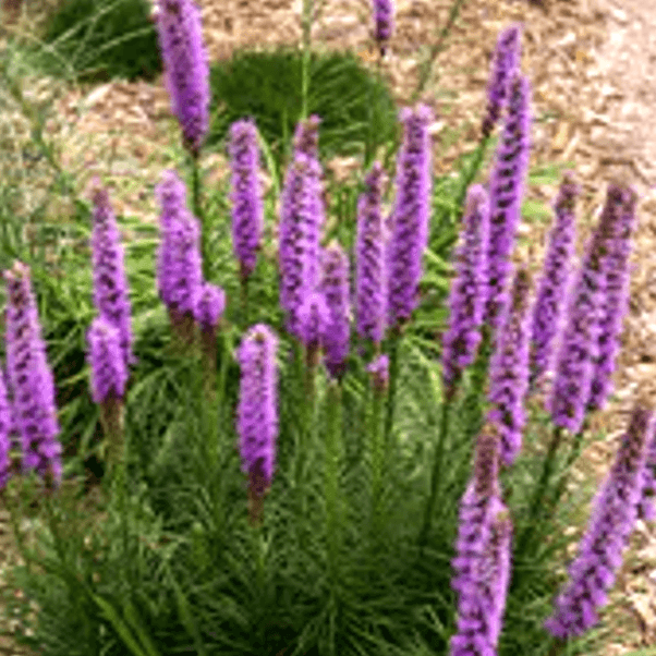 Liatris spicata (Blazing Star)