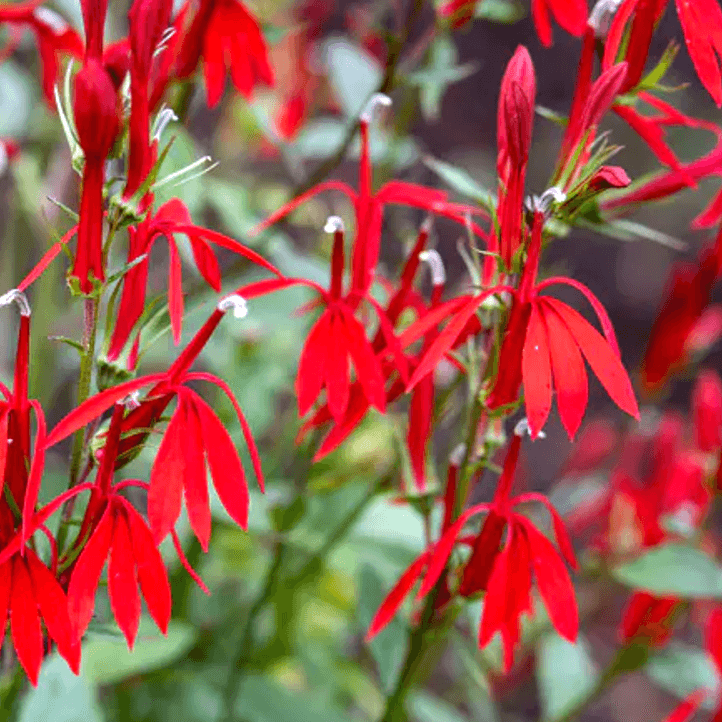 Lobelia cardenalis (Cardinal Flower)