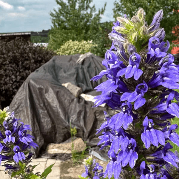 Lobelia siphilitica (Great Blue Lobelia)
