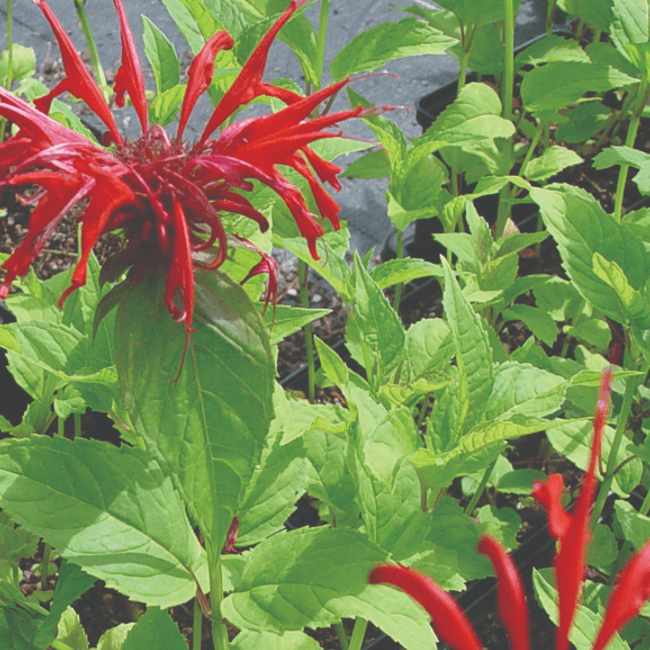 Monarda didyma 'Jacob Cline' (Scarlet Beebalm 'Jacob Cline')