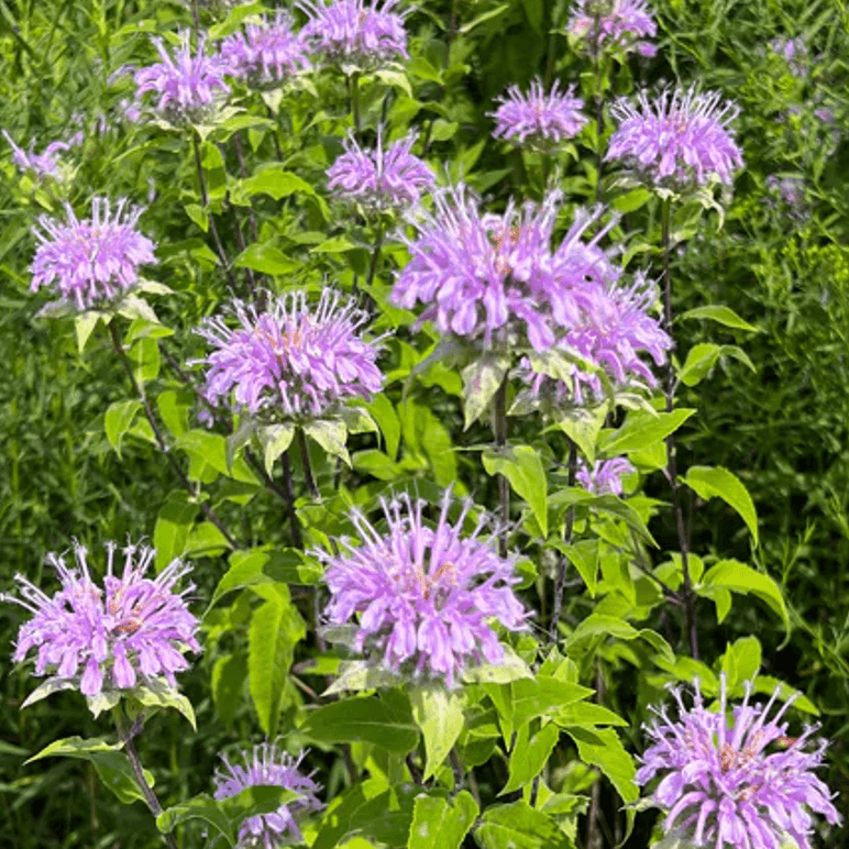 Monarda fistulosa (Wild Bergamot)