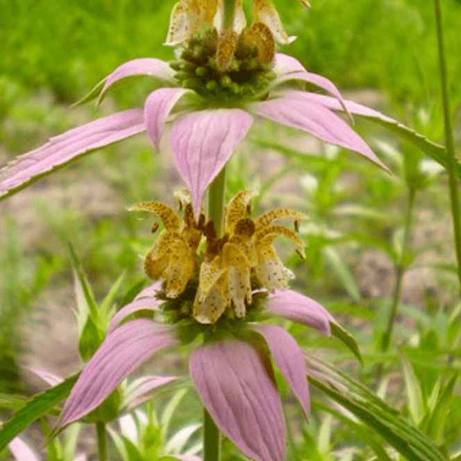Monarda punctata (Spotted. Beebalm)