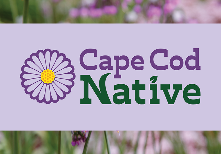 Cape Cod Native Plants