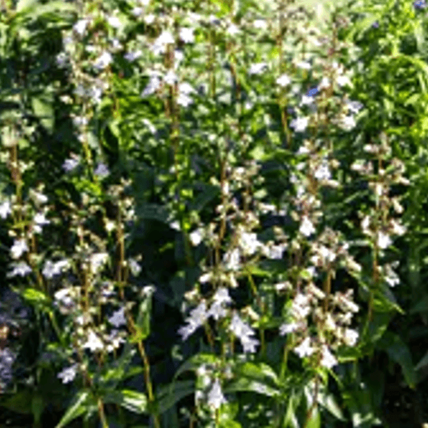 Penstemon digitalis (Foxglove Beardtongue)
