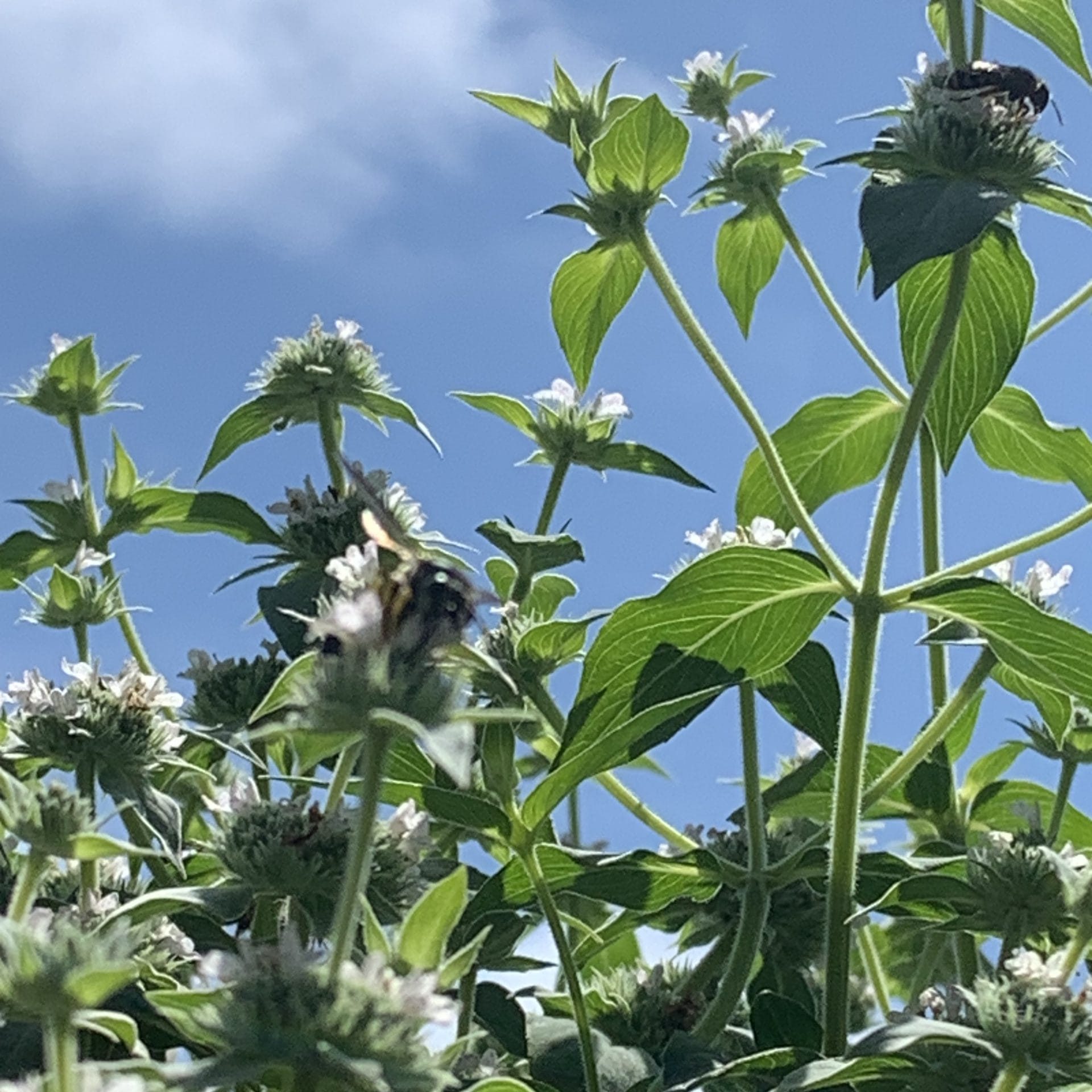Pycanthemum muticum (Mountain Mint)