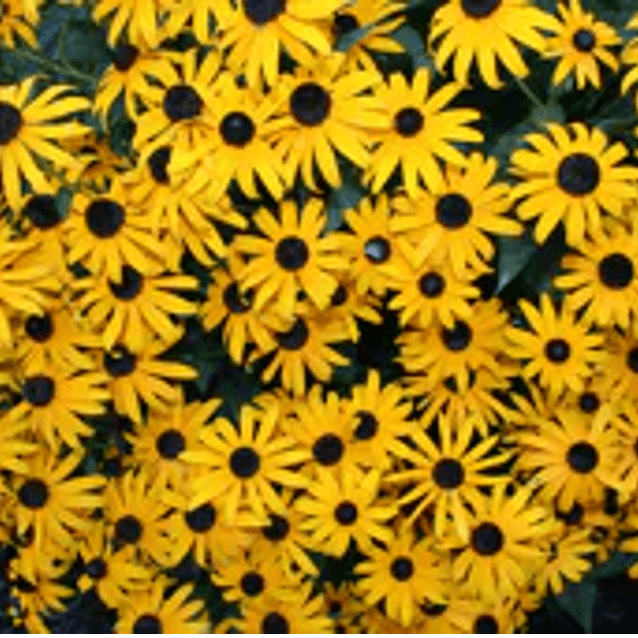 Rudbeckia fuldiga (Black-Eyed Susan or Orange Coneflower)