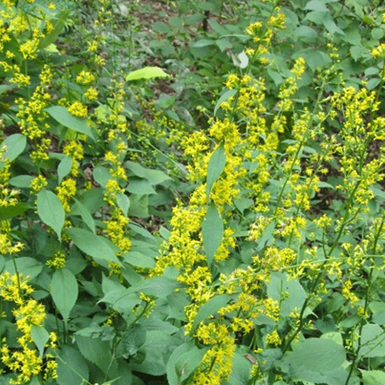Solidago flexicaulis (Zigzag Goldenrod)