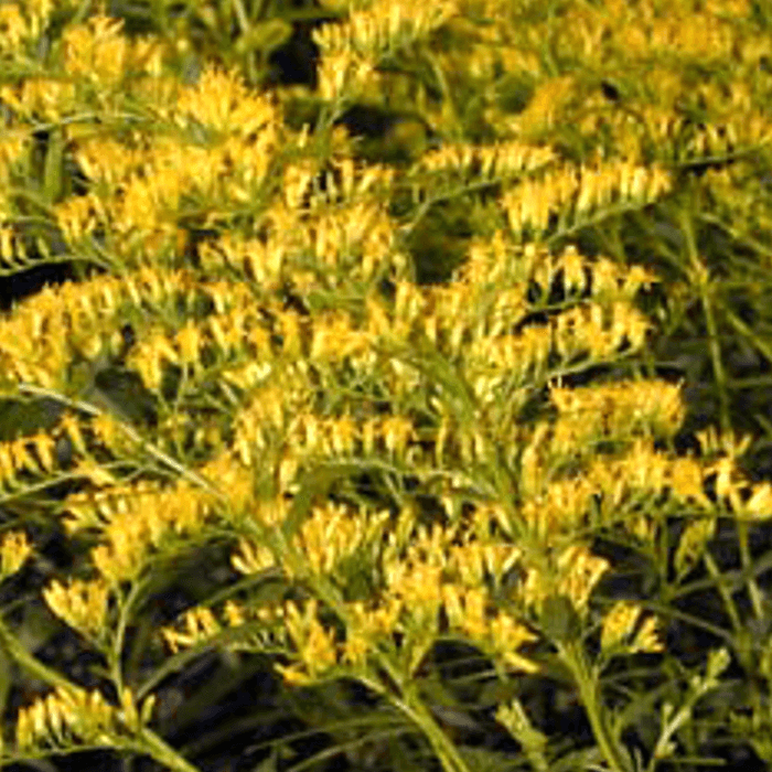 Solidago odora (Sweet Goldenrod or Anise-scented Goldenrod)