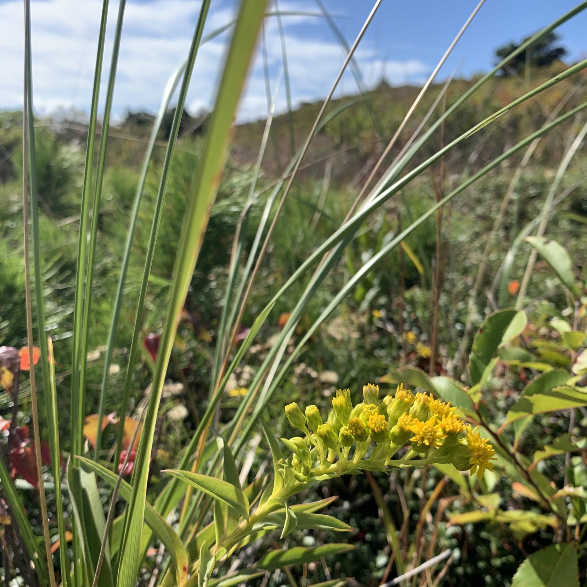 Solidago sempervirens (Seaside Goldenrod)