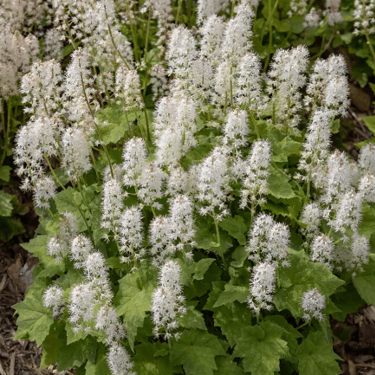 Tiarella cordifolia (Foamflower)