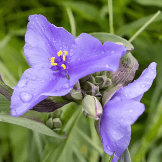 Tradescantia ohiensis (Spiderwort)