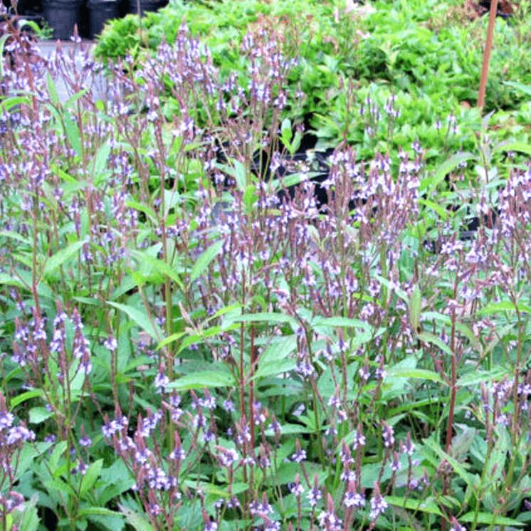 Verbena hastata (Blue Vervain)